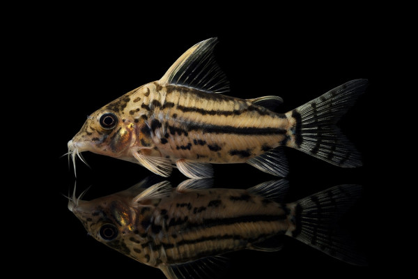 Schöner Hochflossenpanzerwels 'XXL'