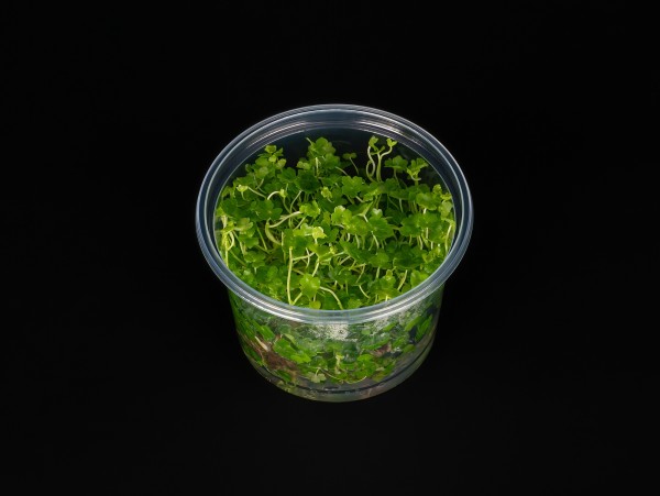 Hydrocotyle tripartita 'Mini'