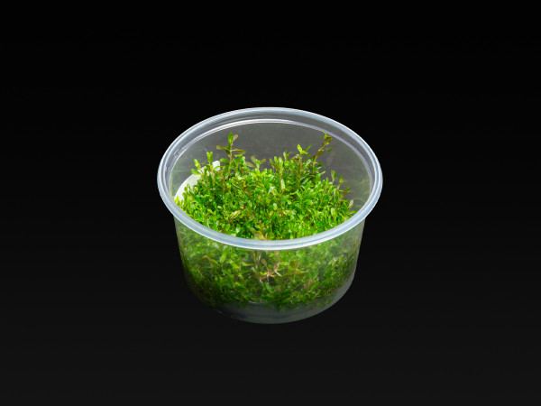 Rotala rotundifolia 'Orange Juice'
