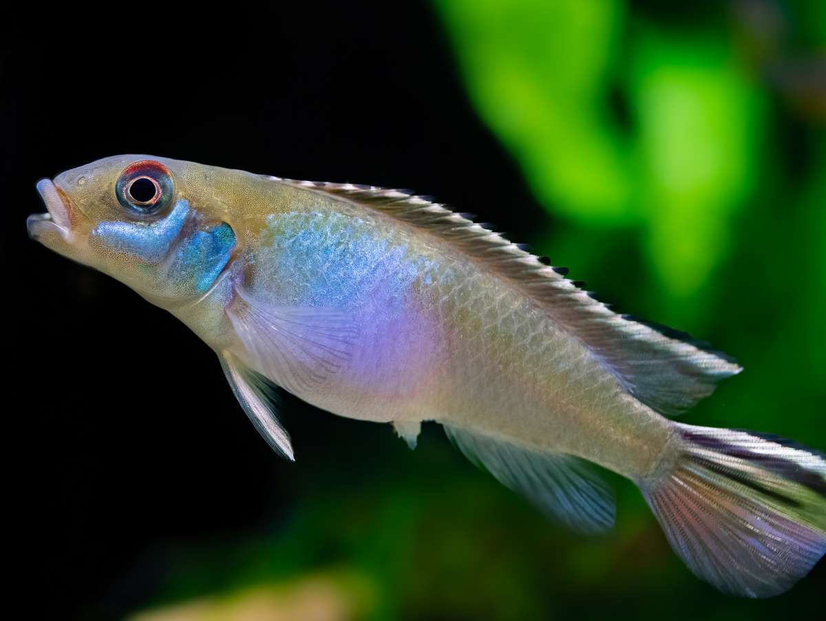 Nanochromis Parilus 'Kingganga' | Blauer Kongozwergbuntbarsch Bei ...