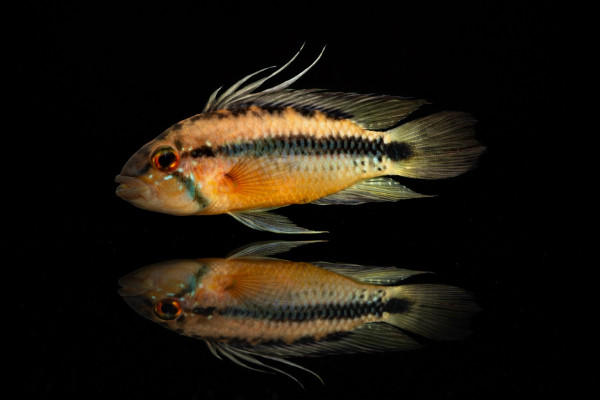 Goldbauch-Zwergbuntbarsch