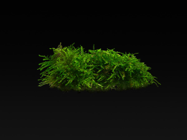 Vesicularia ferriei 'Weeping Moss'