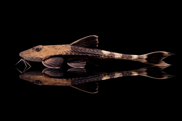 Chamaeleon-Flunderharnischwels