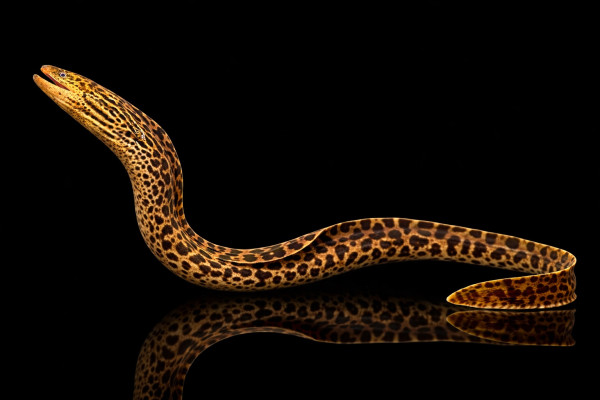 Leopardmuräne (echte Süßwassermuräne)