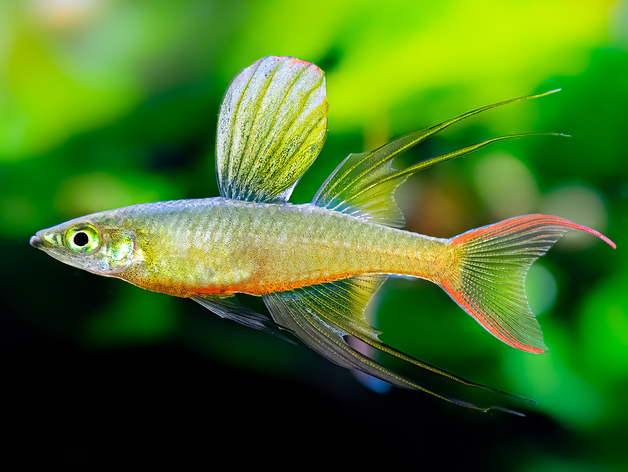 Bilder von echten Regenbogenfischen