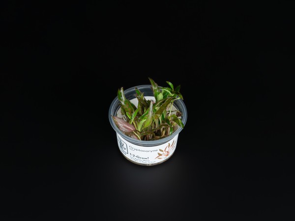 Cryptocoryne nurii var. raubensis 'Rosen Maiden'