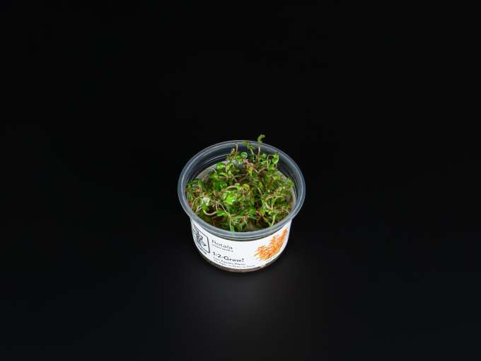 Rotala indica 'Bonsai' | ZOOBOX