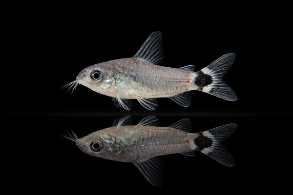 Sichelfleckpanzerwels