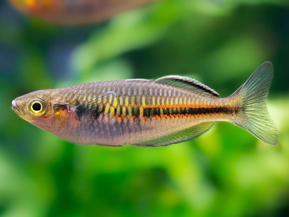 Harlekin-Regenbogenfisch 'Super Orange' | Melanotaenia boesemani 'super