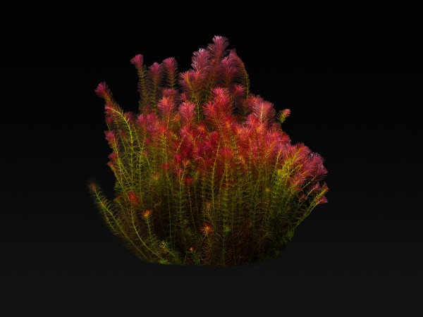 Rotala wallichii