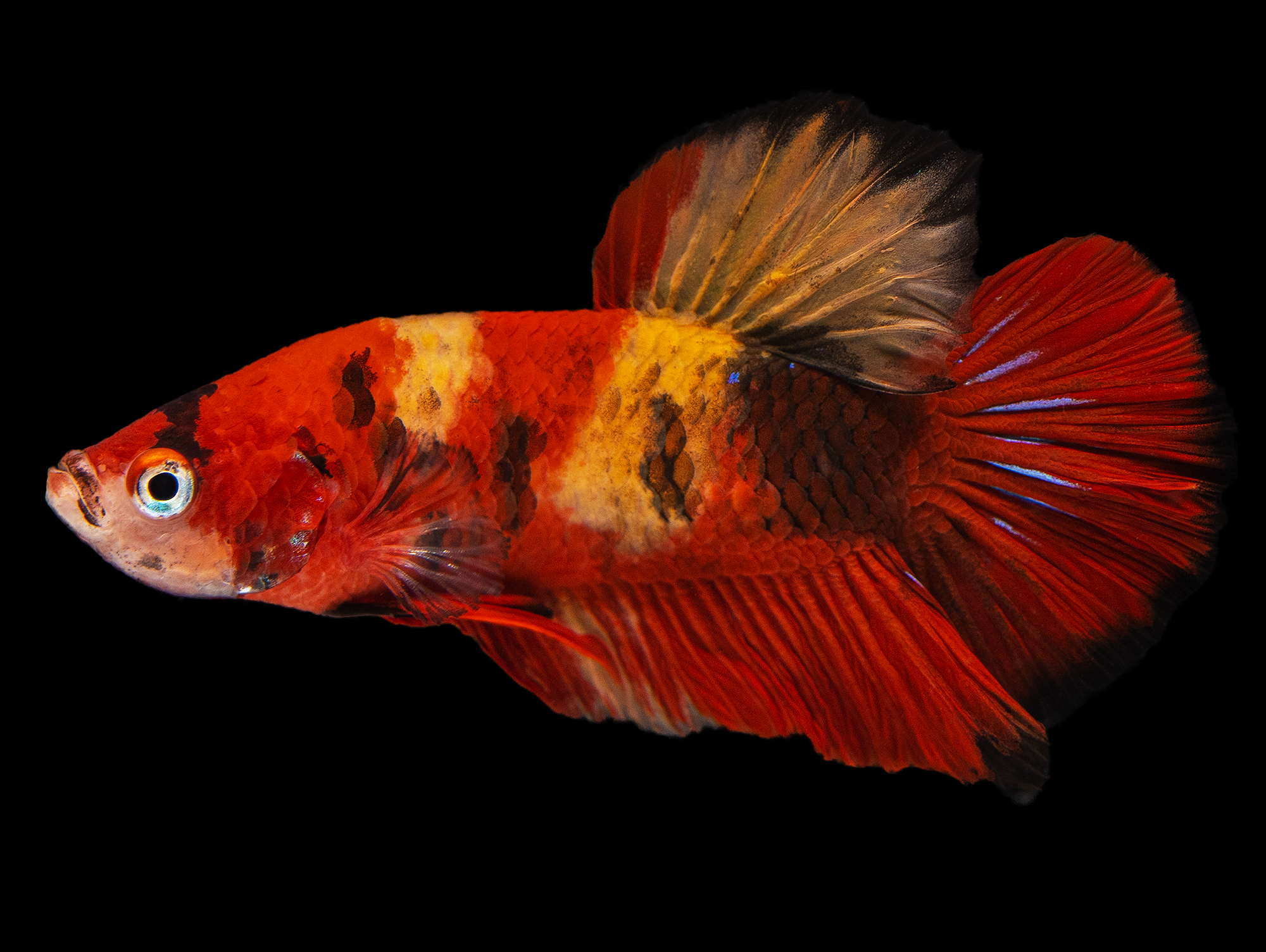 Betta splendens | Siamesischer Kampffisch bei ZOOBOX online kaufen | Zoobox