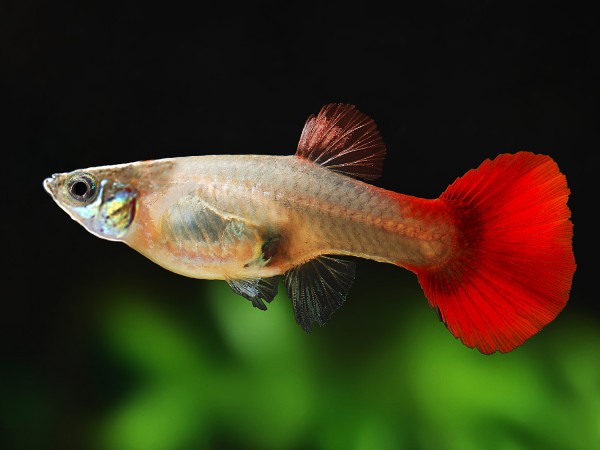 Guppy Flamingo-rot Weibchen