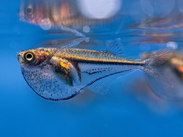 Glasbeilbauchfisch