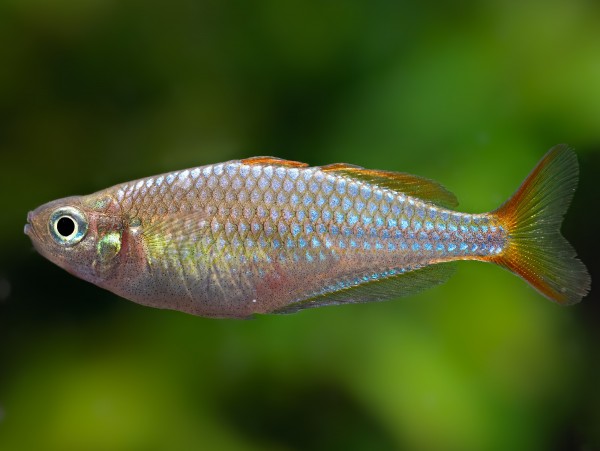 Diamant-Regenbogenfisch