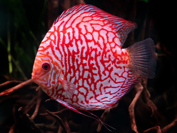 White Checkerboard Diskus