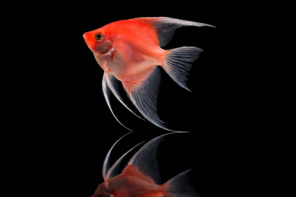 Red Ghost Blushing Skalar