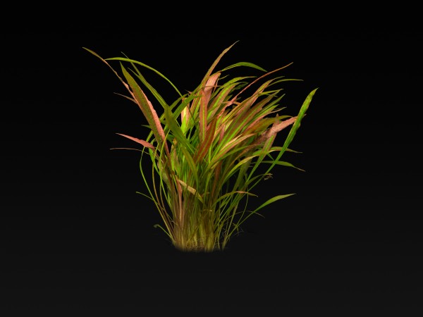 Cryptocoryne spiralis 'red'