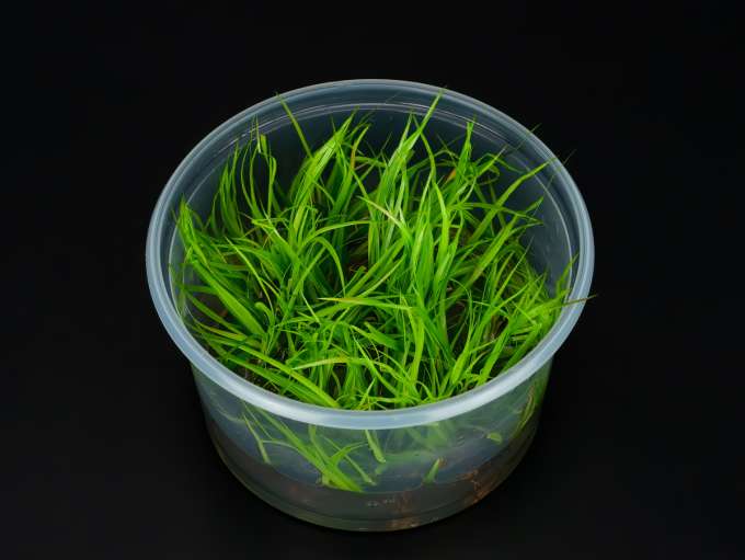 Juncus repens | ZOOBOX