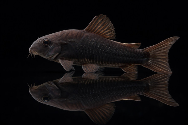 Schwarzer Metallpanzerwels