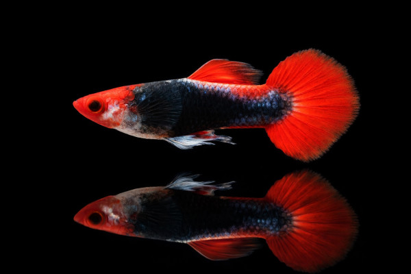 Brazilian red cap Guppy
