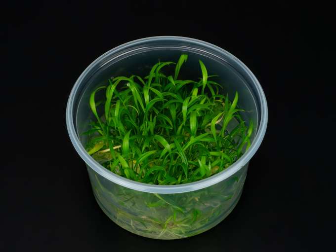 Easy Carbo kaufen  Flssiger CO2-Dnger fr Aquarienpflanzen | ZOOBOX |  ZOOBOX