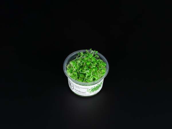 Hydrocotyle tripartita