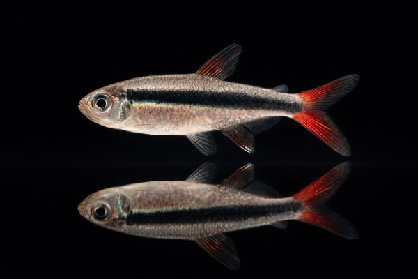 Rotflossen Schrägschwimmer