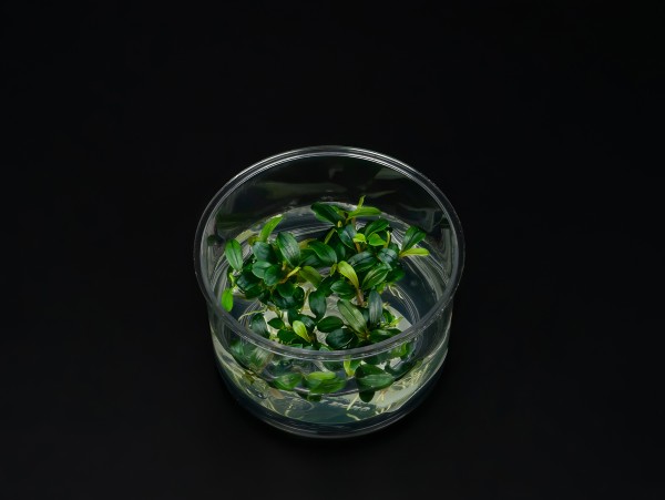 Bucephalandra sp. 'mini Needle Leaf'