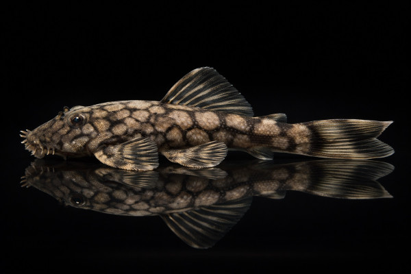 Wabenmuster Antennenwels