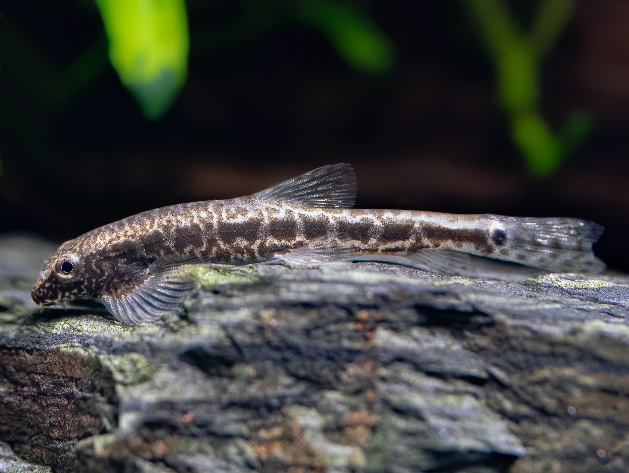 Erromyzon kalotaenia