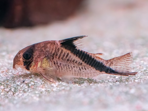 Kopfbindenpanzerwels