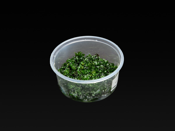Bolbitis heudelotii Prothallium