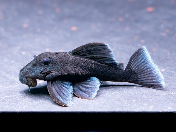 L239 Blauer Zwergharnischwels