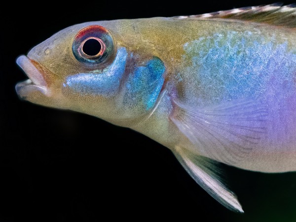 Nanochromis parilus | Blauer Kongozwergbuntbarsch bei ZOOBOX online