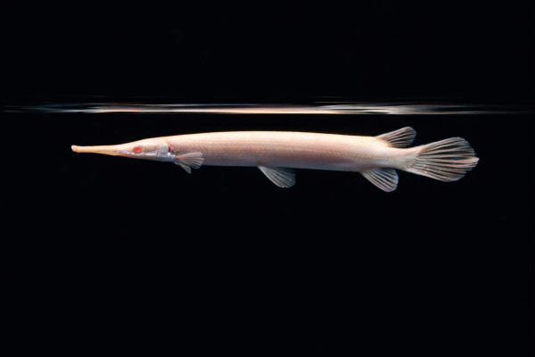 Albino Florida-Gar L