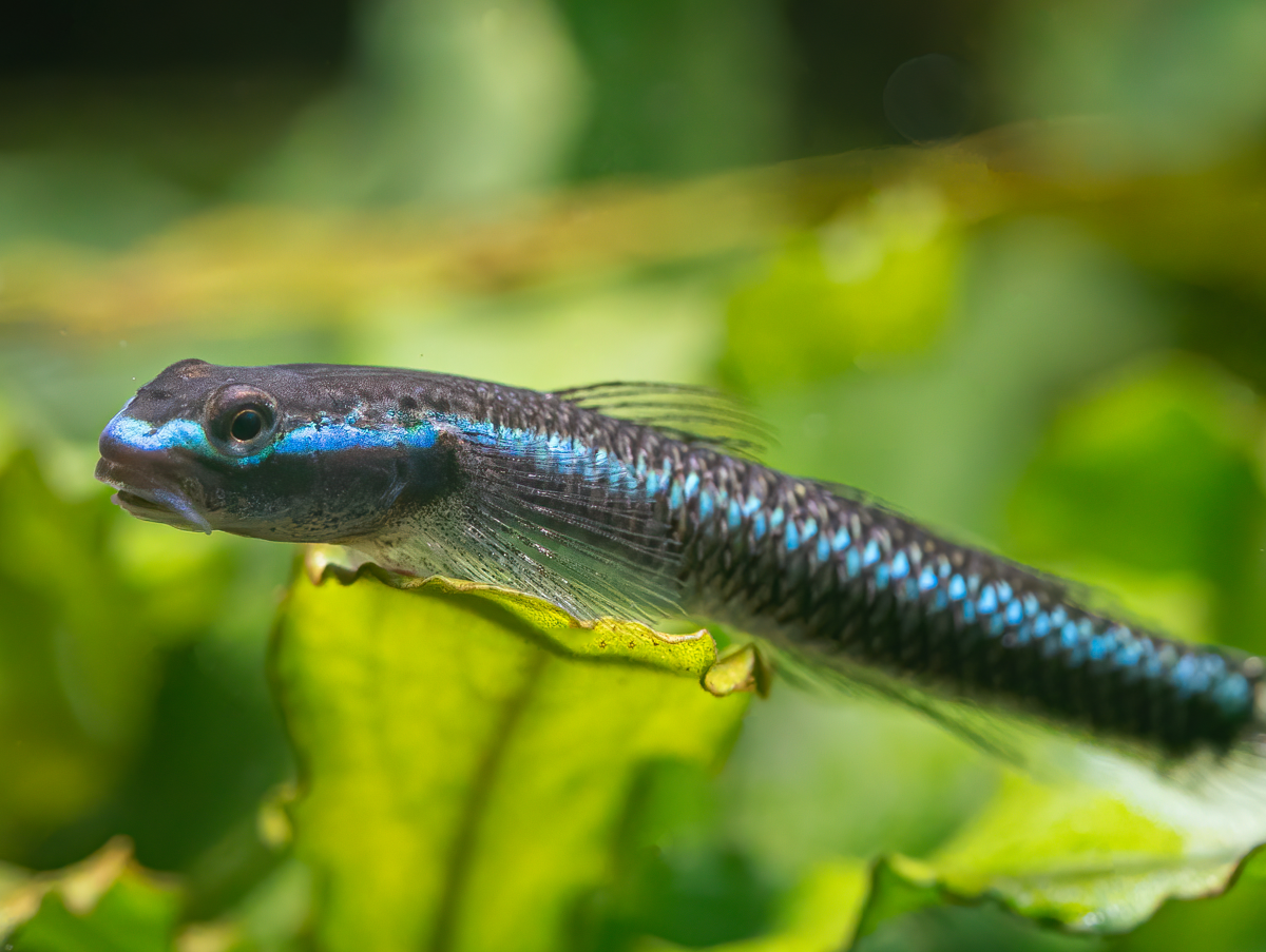 Neongrundel | Stiphodon semoni bei ZOOBOX online kaufen | Zoobox