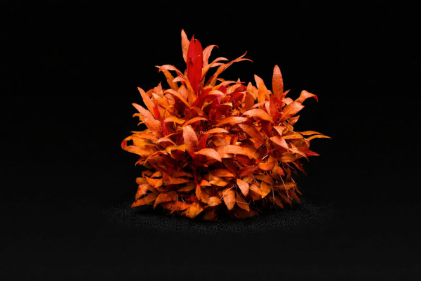 Alternanthera reineckii 'Mini'