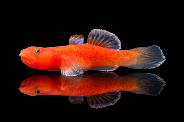 Orangene Wüstengrundel XS