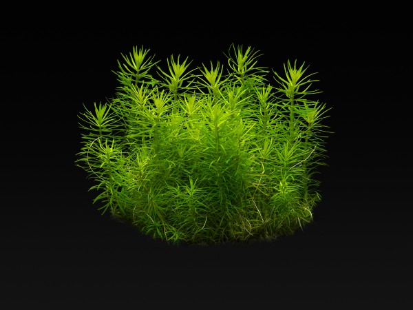 Pogostemon deccanensis (erectus)