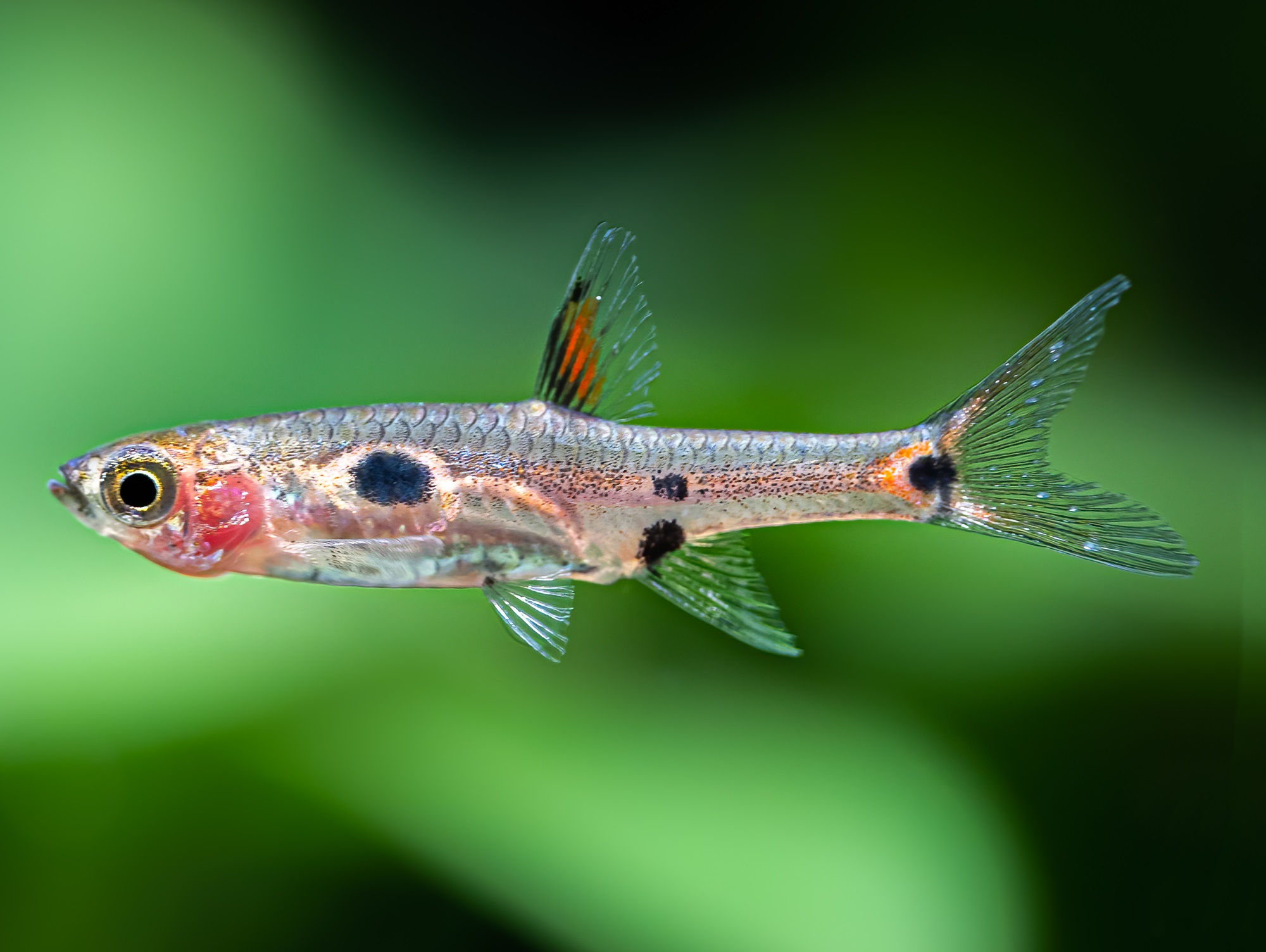 Zwergb rbling Boraras Maculatus Bei ZOOBOX Online Kaufen ZOOBOX Zwergb rbling Boraras Maculatus Bei ZOOBOX Online Kaufen ZOOBOX