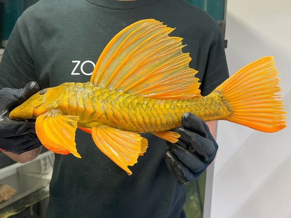 Hypostomus luteus 'super yellow' WYSIWYG #11