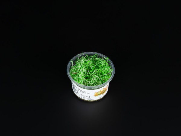 Rotala rotundifolia "Gia Lai" / "H'Ra"