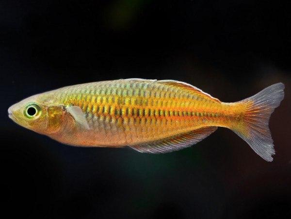 Harlekin-Regenbogenfisch