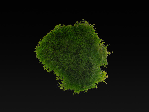 Riccardia sp. 'chamedryfolia'