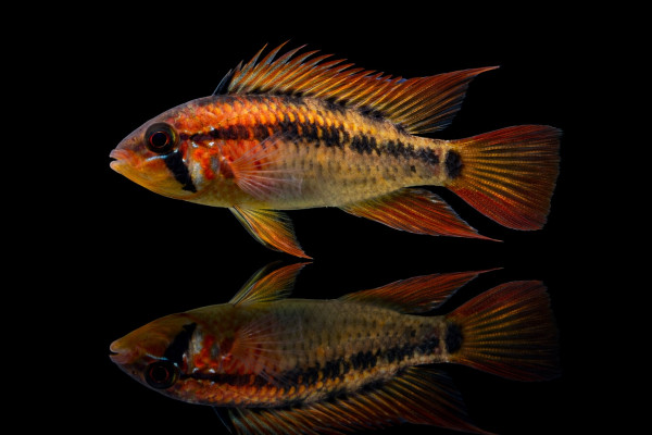 Red Mask-Zwergbuntbarsch