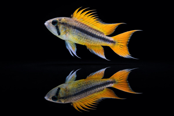 Oranger Kakaduzwergbuntbarsch