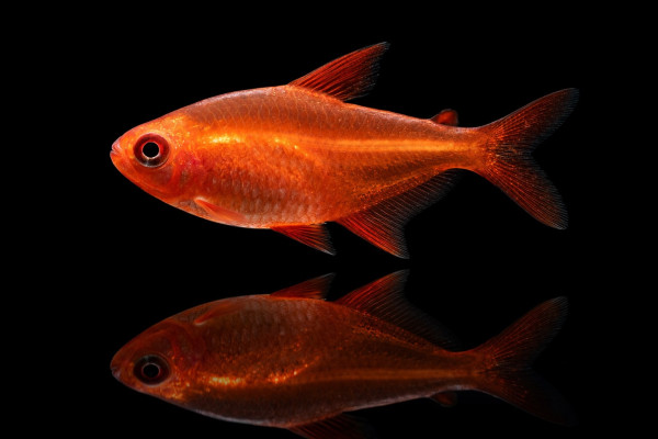 Red Muzel Tetra