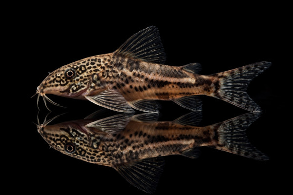 Schabrakenpanzerwels