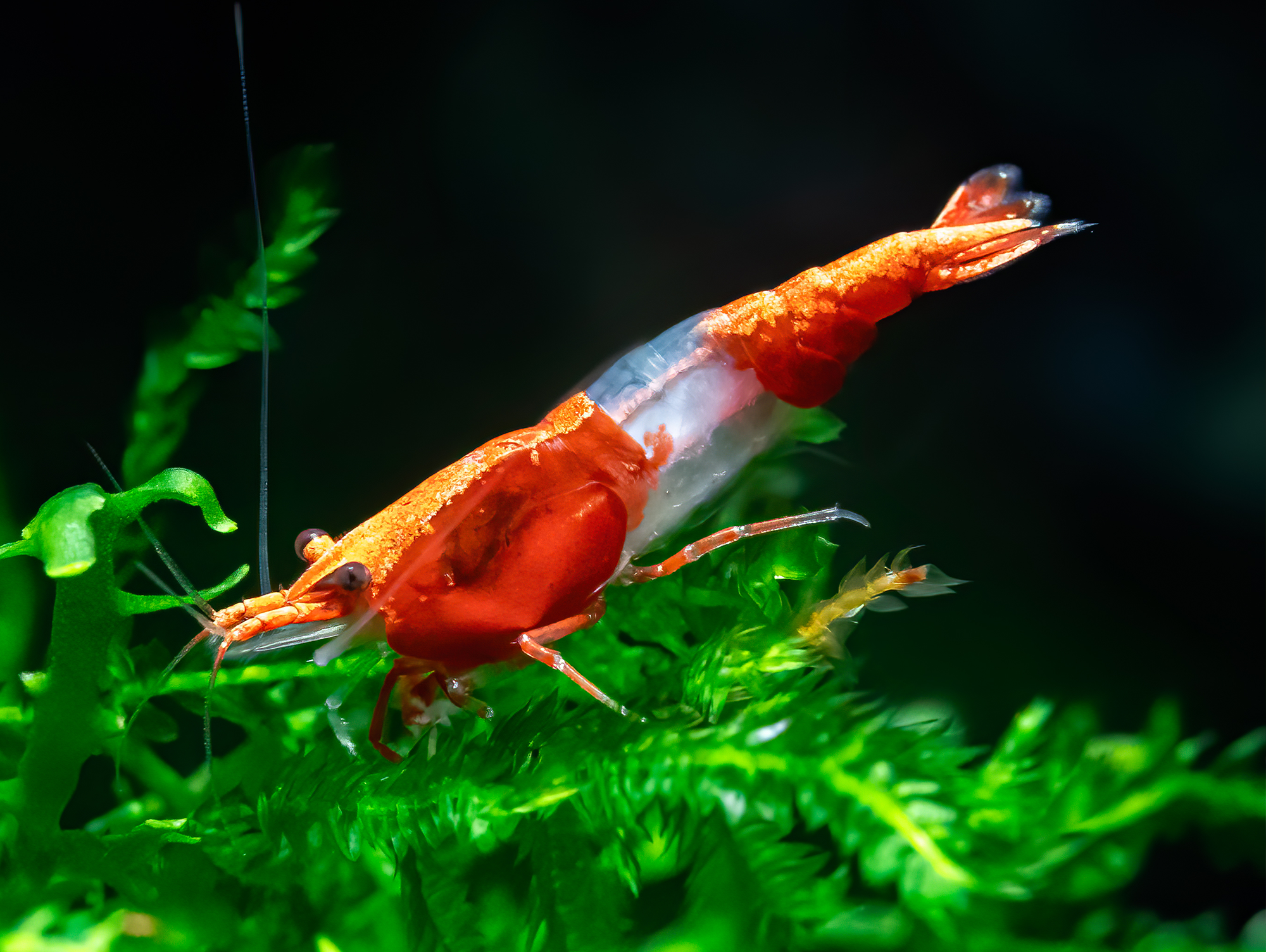 Neocaridina davidi 'red rili' | Red Rili Garnele bei ZOOBOX online