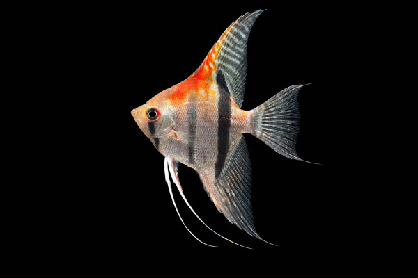 Manacapuru Rotrücken-Skalar